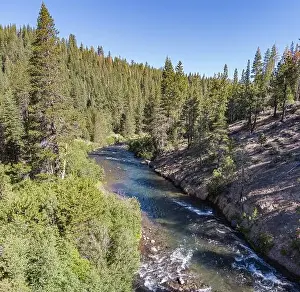 Truckee River whitewater winds through forest trees in Placer County California