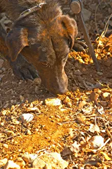 Bring Prints: A truffle dog sniffing the ground at La Truffe de Ventoux truffle farm