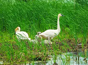 Ethology Prints: Trumperter Swans at the Wetland Nest Site in Horicon Marsh in Wisconsin