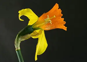 Hybrids Prints: The trumpet shaped inner structure of the Daffodil inflorescence protects the reproductive parts of the flower