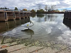Preening Prints: Trumpeter swam preening itself at the boat launch at Bluffer's Park in Scarborough