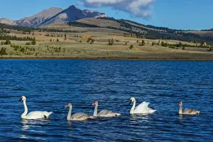 Ken Archer Prints: Trumpeter swan family exploring the shoreline of a pond
