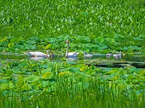Mississippi River Prints: Trumpeter Swan Family Feeding in the Slough Along the Mississippi River Near Fulton