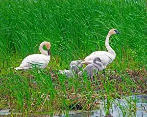 Ethology Prints: Trumpeter Swan Family on Their Nest Site in Horicon National Wildlife Refuge in Wisconsin