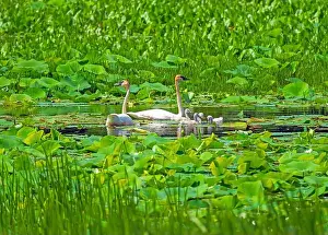 Mississippi River Prints: Trumpeter Swan Family in the Wetland Vegetation on the Mississippi River Near Fulton Illinois