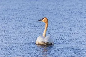 Chuck Haney Prints: Trumpeter swan at Ninepipe National Wildlife Refuge near Ronan
