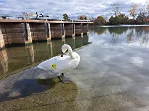Preening Prints: Trumpeter swan preening itself at the boat launch at Bluffer's Park in Scarborough