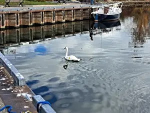 Preening Prints: Trumpeter swan preening itself at the boat launch at Bluffer's Park in Scarborough