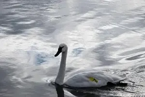 Preening Prints: Trumpeter swan preening itself at the boat launch at Bluffer's Park in Scarborough