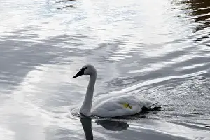 Preening Prints: Trumpeter swan preening itself at the boat launch at Bluffer's Park in Scarborough