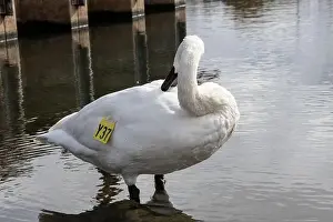 Preening Prints: Trumpeter swan preening itself at the boat launch at Bluffer's Park in Scarborough