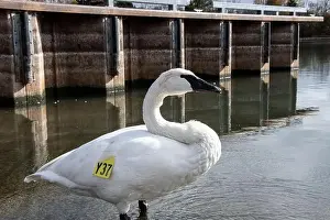 Preening Prints: Trumpeter swan preening itself at the boat launch at Bluffer's Park in Scarborough