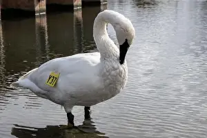 Preening Prints: Trumpeter swan preening itself at the boat launch at Bluffer's Park in Scarborough