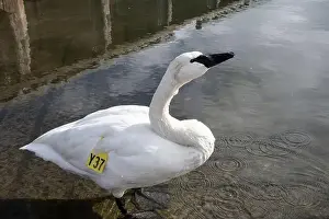 Preening Prints: Trumpeter swan preening itself at the boat launch at Bluffer's Park in Scarborough