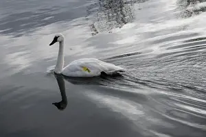 Preening Prints: Trumpeter swan preening itself at the boat launch at Bluffer's Park in Scarborough