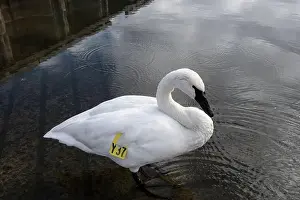 Preening Prints: Trumpeter swan preening itself at the boat launch at Bluffer's Park in Scarborough
