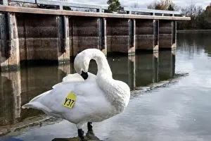 Preening Prints: Trumpeter swan preening itself at the boat launch at Bluffer's Park in Scarborough