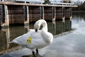 Preening Prints: Trumpeter swan preening itself at the boat launch at Bluffer's Park in Scarborough