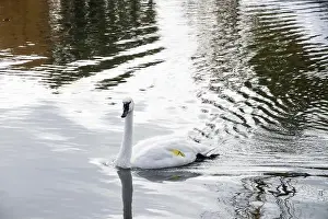 Preening Prints: Trumpeter swan preening itself at the boat launch at Bluffer's Park in Scarborough