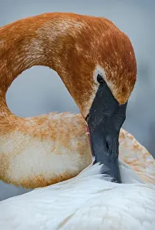 Trumpeter Swan preening, showing red stain from iron in the water, Cygnus Buccinator, Ottawa National Wildlife Refuge, Oregon, Ohio