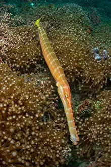 Animal Stage Prints: Trumpetfish (Aulostomus chinensis) hovering over a large patch of flowerpot coral (Goniopora sp)