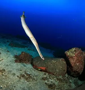 Immersion Prints: Trumpetfish trying to hunt on the sandy bottom