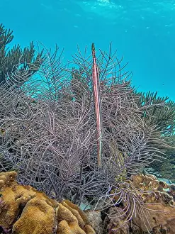Sponges Prints: trumpetfishes are three species of highly specialized