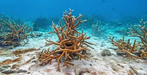 Sponges Prints: trumpetfishes are three species of highly specialized
