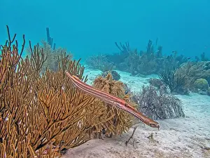 Sponges Prints: trumpetfishes are three species of highly specialized