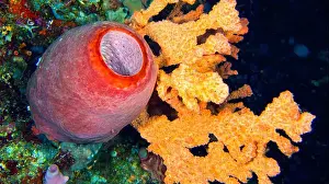 Wildlife Observation Prints: Tube Sponge, Reef Building Corals