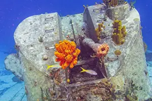 Sponges Prints: Tube sponges stuck in the end of the barrel of a gun turret on the formerly Russian Destroyer M/V Captain Keith Tibbets