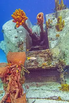 Sponges Prints: Tube sponges stuck in the end of the barrel of a gun turret on the formerly Russian Destroyer M/V Captain Keith Tibbets