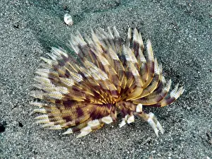 Social Behaviour Prints: Tube worm (Sabellastarte) with yellow-brown feathered structures on sandy bottom