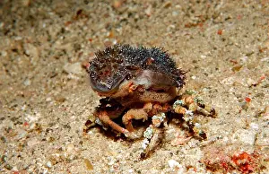 Tubercle spider crab (Cyclocoeloma tuberculata), Komodo National Park, Indonesia