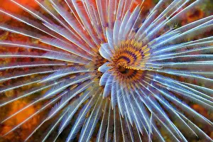 The Nature Conservancy Prints: Tubeworm, Fan Worm, Spirographis