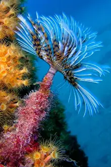 The Nature Conservancy Prints: Tubeworm, Fan Worm, Spirographis