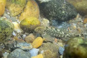 Darter Prints: Tuckasegee darter displaying on a rocky riverbed