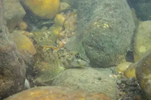 Darter Prints: Tuckasegee darter displaying on a rocky riverbed