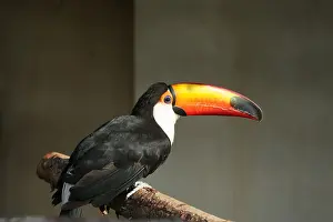 Toucan Prints: The Tuco Toucan, largest of the toucan in the world