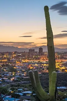 Tucson, Arizona, USA city skyline and cactus at dusk