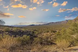 Local Attraction Prints: Tucson AZ puffy clouds landscape