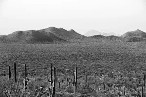 Rugged Terrain Prints: Tucson the vast desert landscape showcases numerous tall cacti scattered across arid terrain with rolling hills