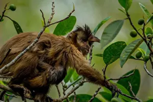 Baby Animals Prints: A tufted capuchin monkey (Sapajus apella)