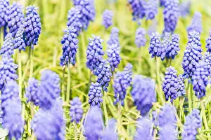 Flower Field Prints: Tufted Grape Hyacinth (Muscari Comosum)