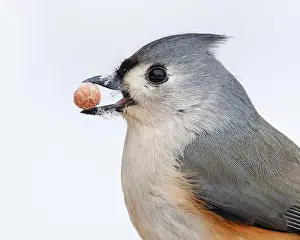 Titmouse Prints: Tufted Titmouse (Baeolophus bicolor) with a peanut from a bird feeder in its beak - Pinery Provincial Park