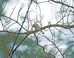 Ethology Prints: A Tufted Titmouse Feeding in the Forest in Big Thicket National Preserve in Texas