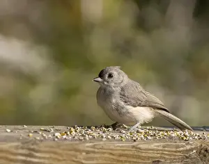 Cute Bird Prints: Tufted Titmouse at seed left on a railing on a trail in Ontario Canada