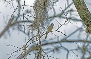 Brazos Bend State Park Prints: A Tufted Titmouse in the Spanish Moss in Brazos Bend State Park in Texas
