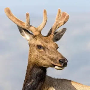 Antlers Prints: Tule Elk Buck Headshot Tomales Point