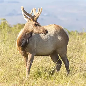 Antlers Prints: Tule Elk Buck at Tomales Point